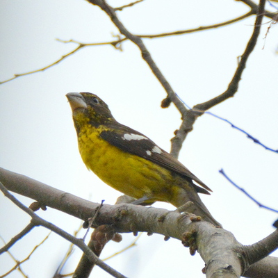 Black-Backed Grosbeak